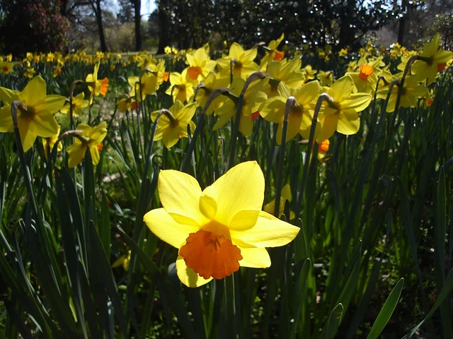 Daffodils in Hagley Park