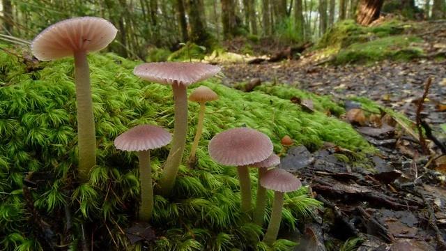 Hygrocybe versicolor