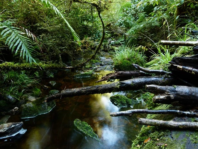 Quartz Creek, Victoria Forest Park NZ