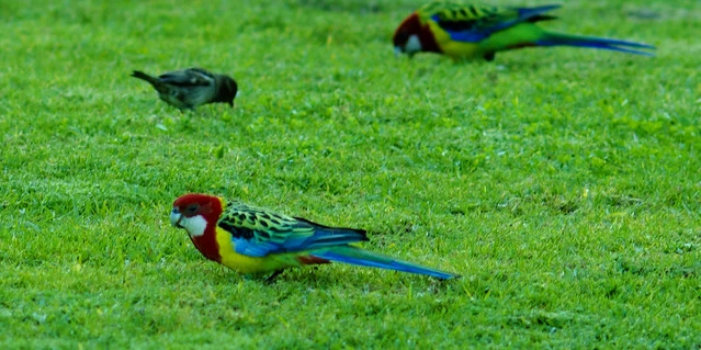 Eastern Rosella found in NewZealand