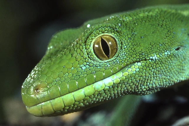 Green gecko (Heteropholis sp) close-up
