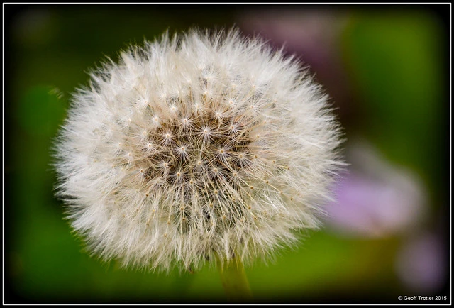 Dandylion