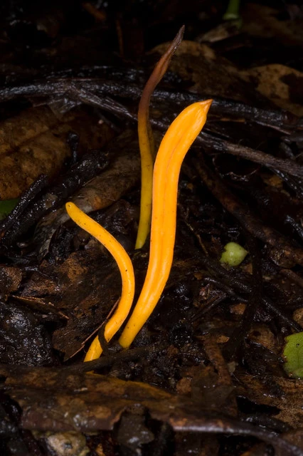 Goldenclub coral fungus (Clavaria amoena).
