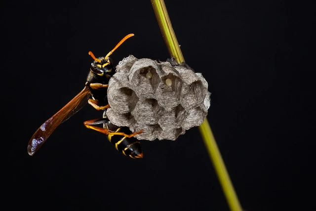 Chinese Paper Wasp (Polistes chinensis)