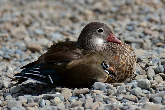 Mandarin Duck, Lake Rotoiti, Nelson Lakes