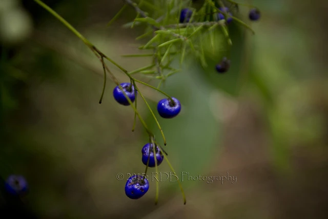 Turutu - Dianella Nigra 3