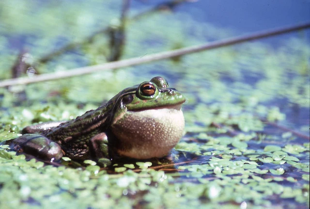 Australian golden bell (Litoria aurea)