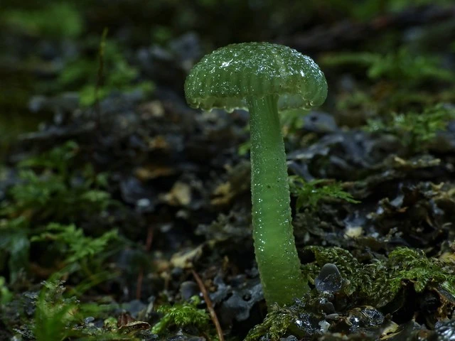 Gliophorus graminicolor ~ The other green waxgill