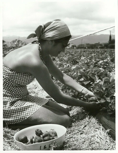 "Pick your own strawberries" is a feature of Kimberley Gardens, south of Levin