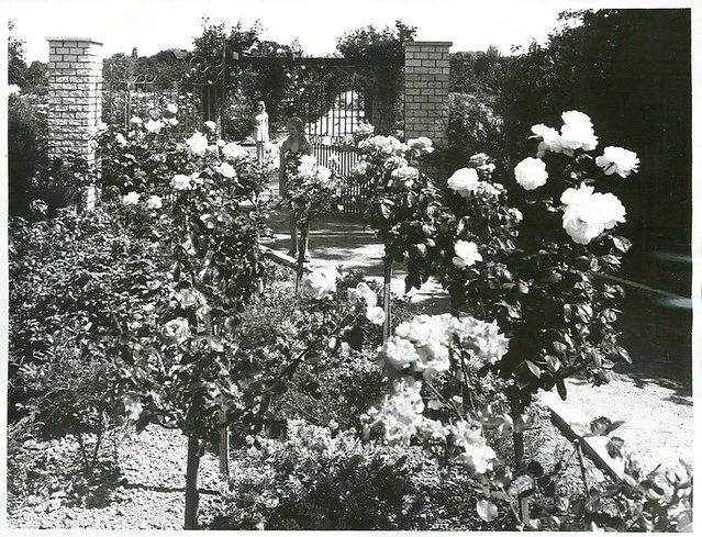 Rose Gardens, Palmerston North.