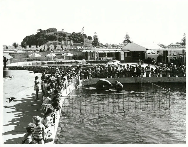 Feeding time at Marineland Zoological Gardens, Mount Maunganui.