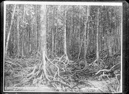 Mangrove swamp - Regi - Ysabel - Solomons