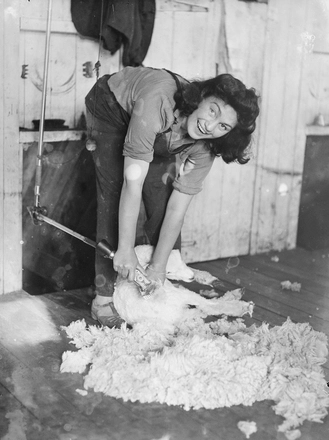 [Portrait of a young woman shearing a sheep]
