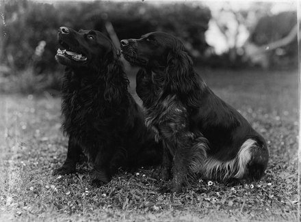 [Two dogs seated on the grass]