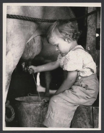 Ethel Guy [series, 3-4 year old milking cow]