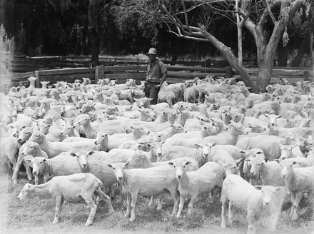 [A farmer standing amongst a flock or shorn sheep]