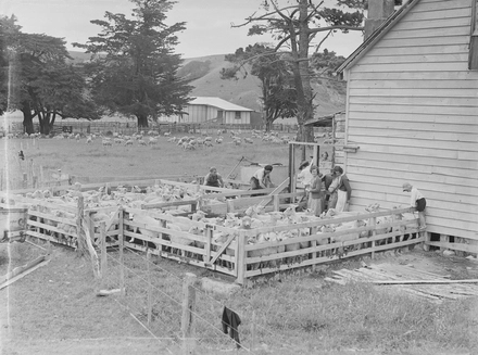 [Group of people by sheep in pens by a house]