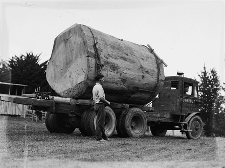 [Truck transporting a piece of Kauri]