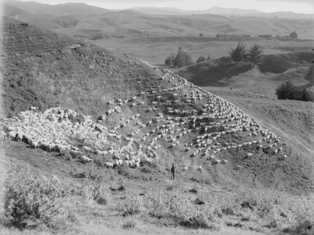 [Sheep proceeding in lines around the sinuous side of a hill]