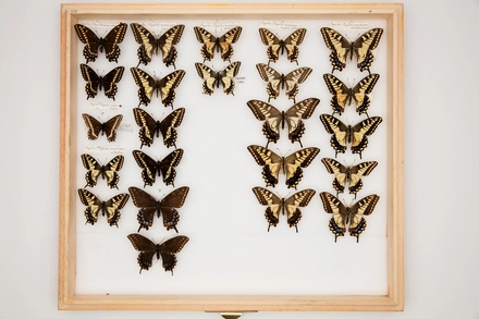 Papilio machaon hippocrates Linnaeus, 1758
