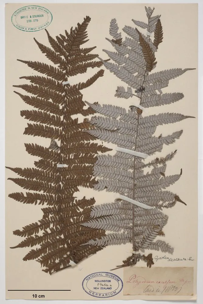 Silver fern, Cyathea dealbata (G.Forst.) Sw.