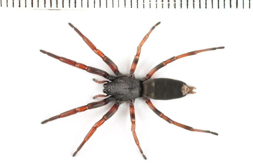 White-tailed spiders