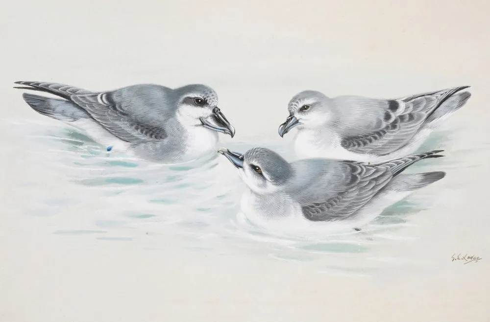 Broad-Billed prion (Parara)(left) / Antarctic Prion (front right) / Fulmar Prion