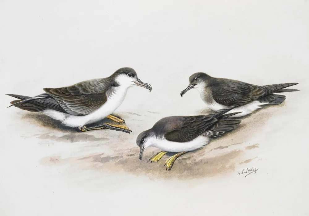 Buller's Shearwater (left) / Audubon's Shearwater (front right) / Fluttering Shearwater (Pakaha)