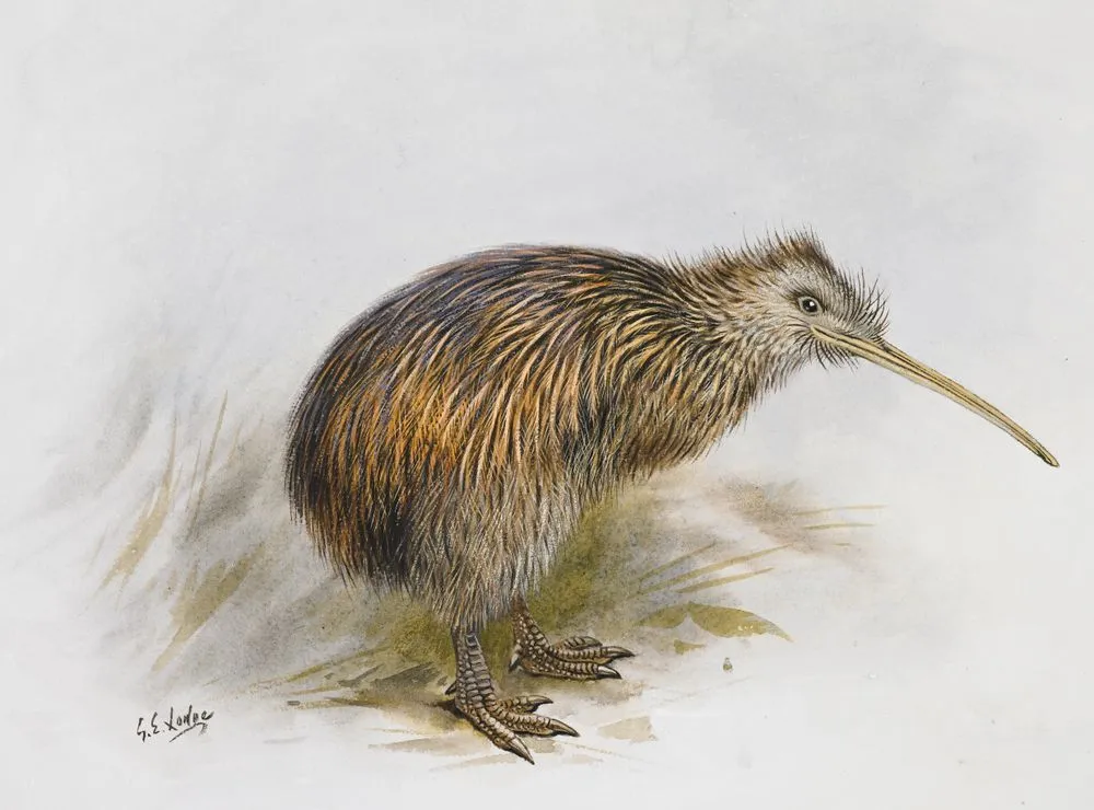 South Island brown Kiwi