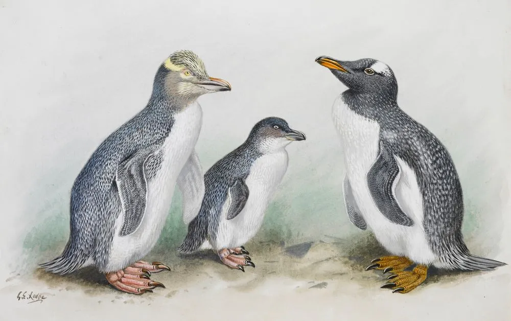 Yellow -eyed Penguin (Hoiho) (left) / Northern Blue Penguin (Korora)(centre) / Gentoo Penguin