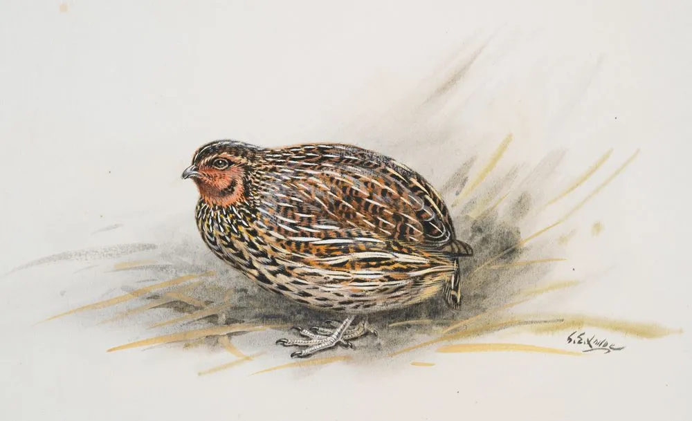 New Zealand Quail (Koreke)