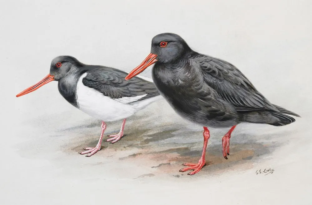 South Island Pied Oystercatcher ( Torea) (left) / Sooty Oystercatcher