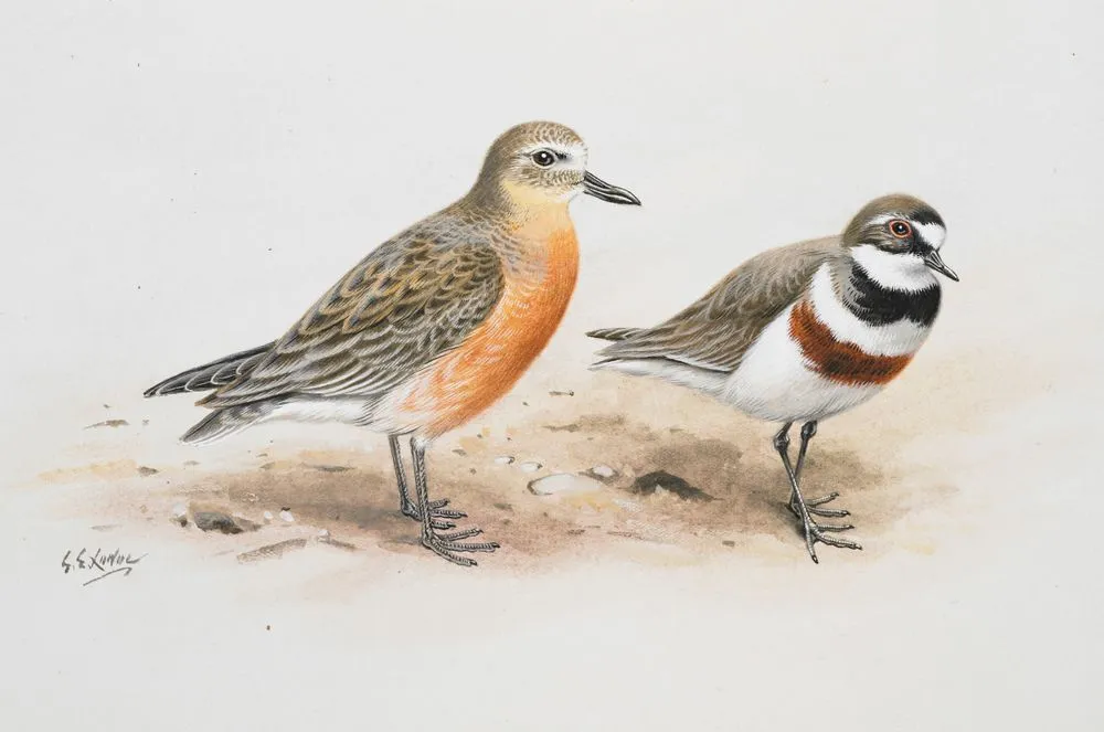 New Zealand Dotterel (left) / Banded Dotterel
