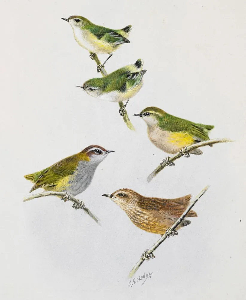 North Island Rifleman (Titipounamu)(above two birds) / South Island Bush Wren (Matuhi) (left centre) / Rock Wren (centre right) / Stephens Island Wren