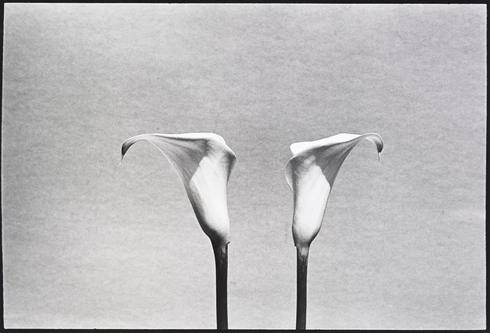 Untitled (lillies). From: the alphabet series