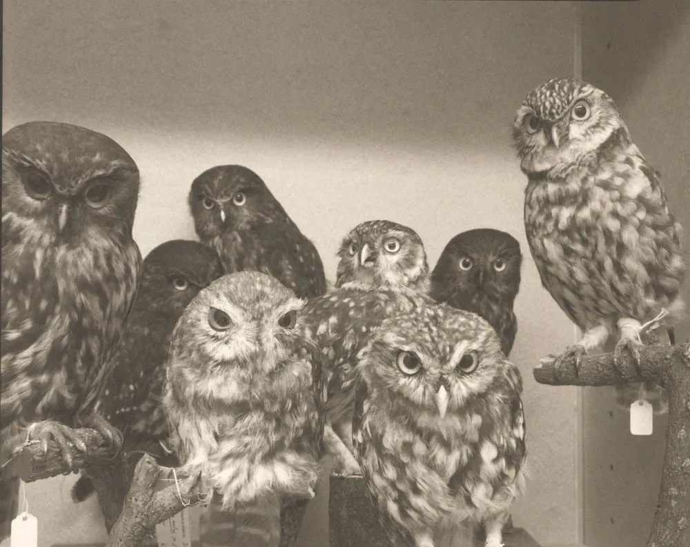 Moreporks (Bird Skins Room #2), Taranaki St, Wellington, 3 October 1995