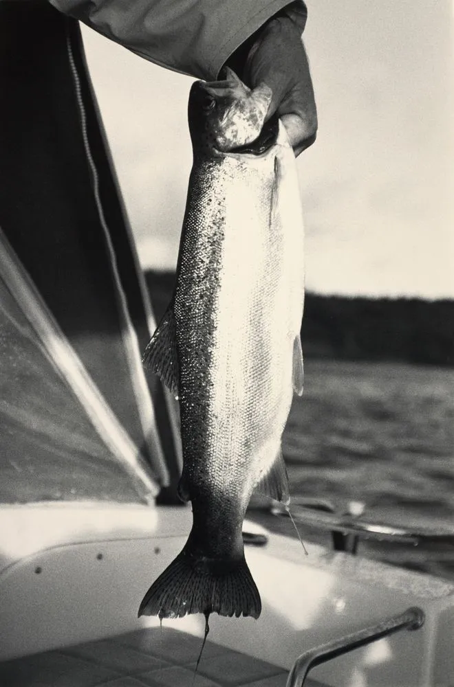 Trout, Lake Taupo