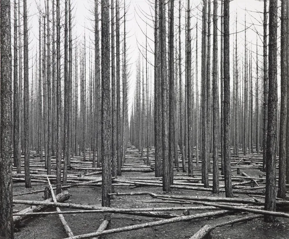 Burnt Corsican pine (Pinus laricio), Balmoral Forest, Canterbury, 1955