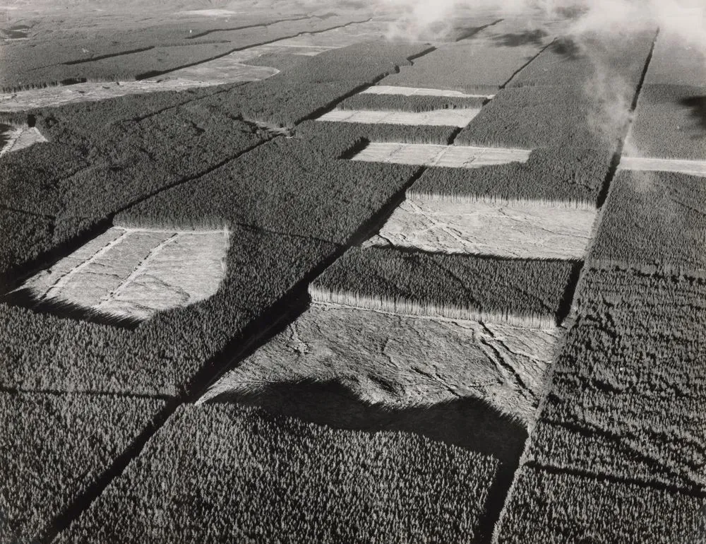 Radiata pine with clear-felled settings of 80 to 100 acres, Kaingaroa Forest, 1960