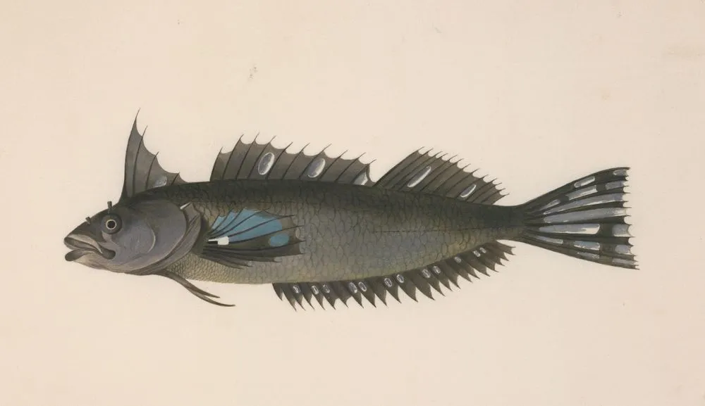 A fish from New Zealand