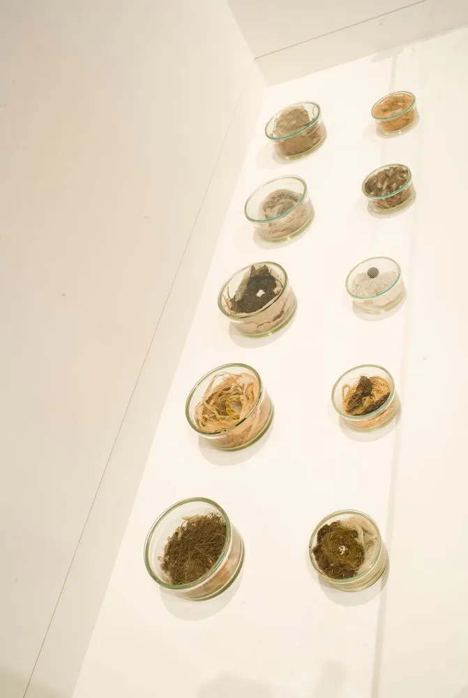 Nests under glass