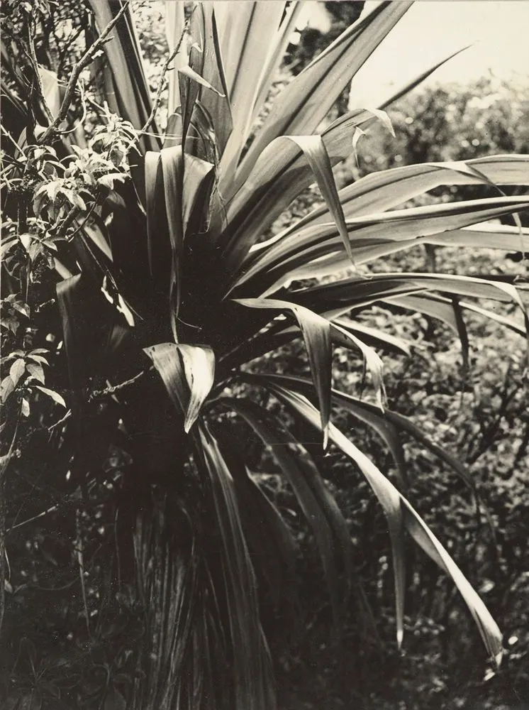 Cabbage tree (Cordyline indivisa)