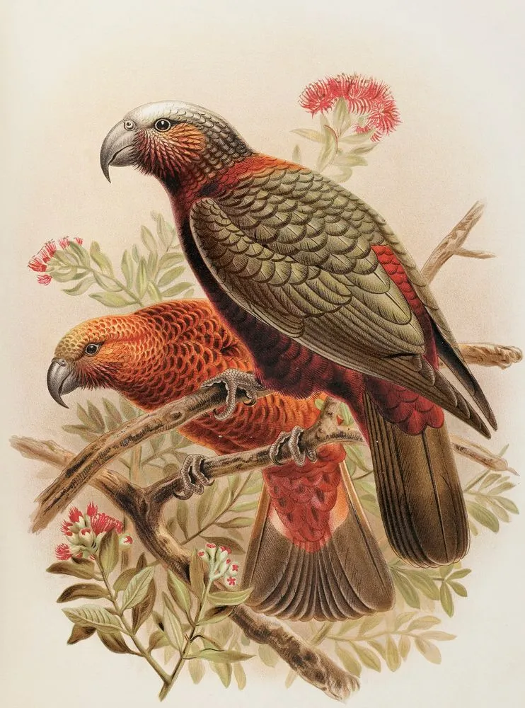 Kaka parrot and variety “Kaka-kura”. Nestor Meridionalis. (one-half natural size). Plate 17. From the book: A history of the birds of New Zealand Vol. 1