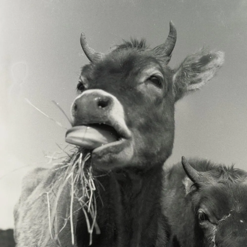 Cow eating hay, Northland