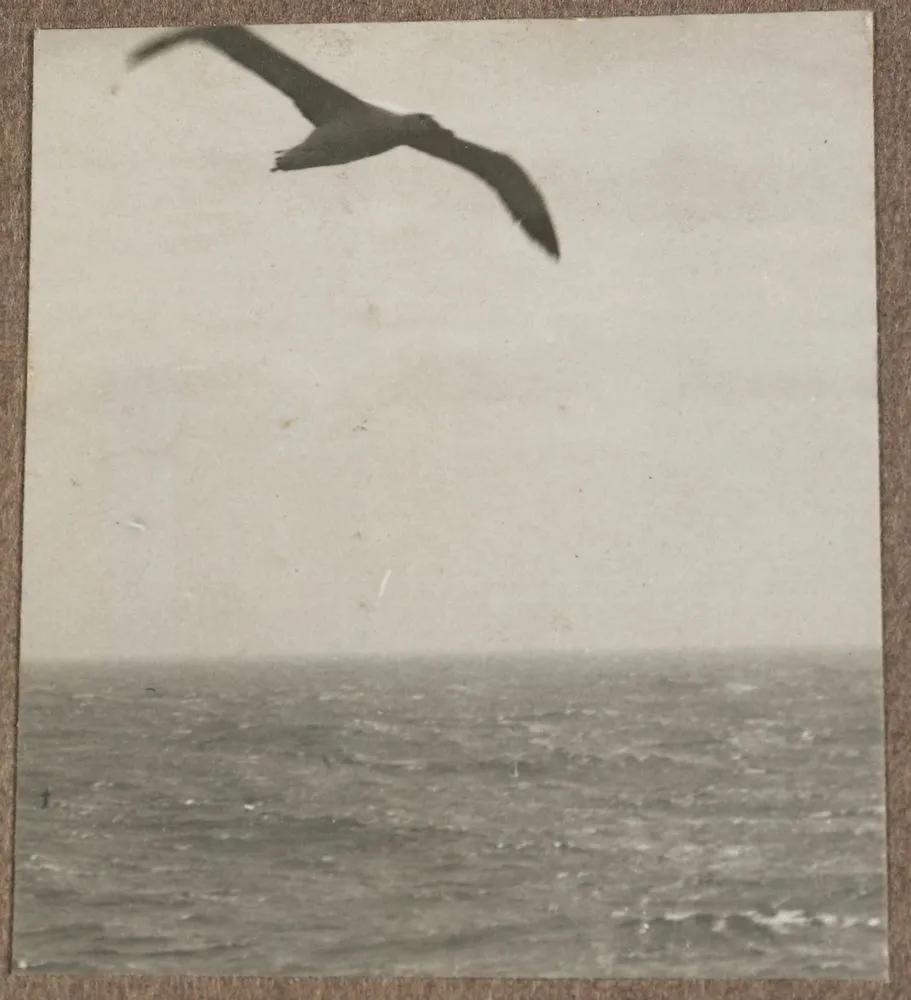 Untitled [albatross]. From: World War I photograph album