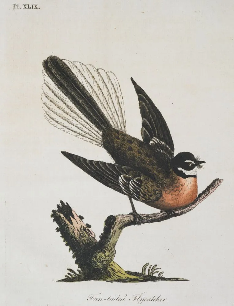 Fan-tailed Flycatcher. Plate XLIX. From A General Synopsis of Birds