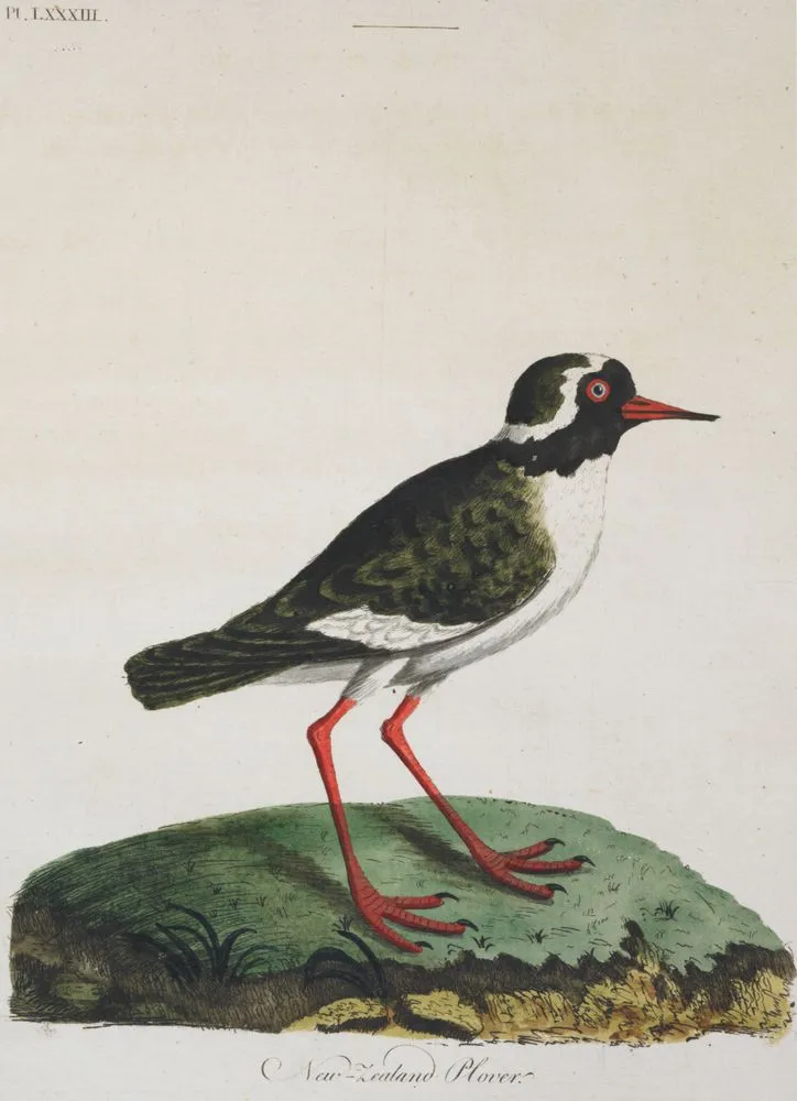 New-Zealand Plover. Plate LXXXIII. From the General History of Birds