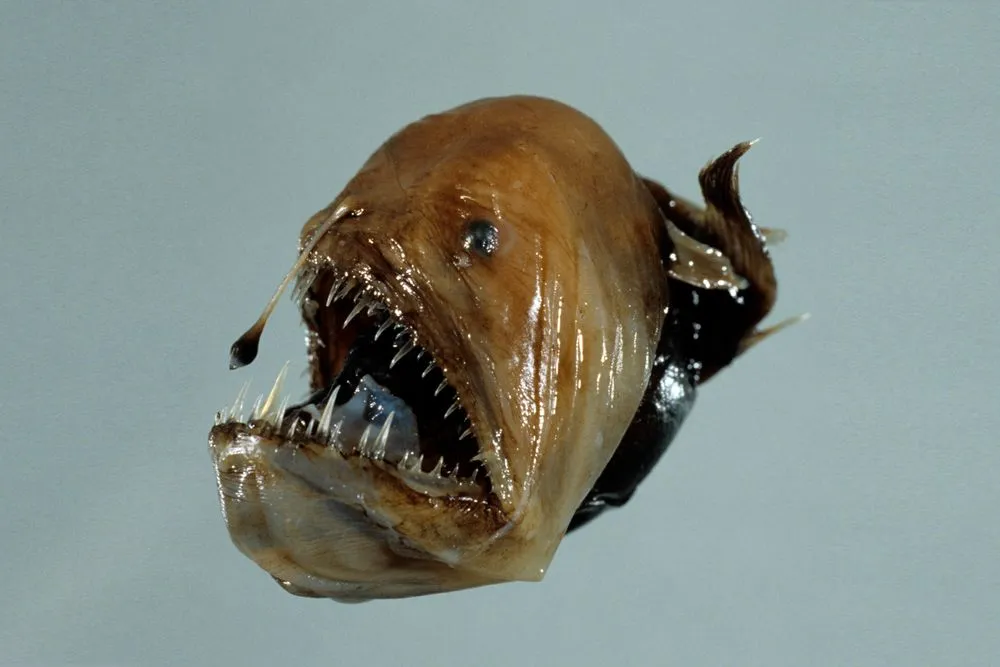 Humpback anglerfish, Melanocetus johnsonii Gunther, 1864