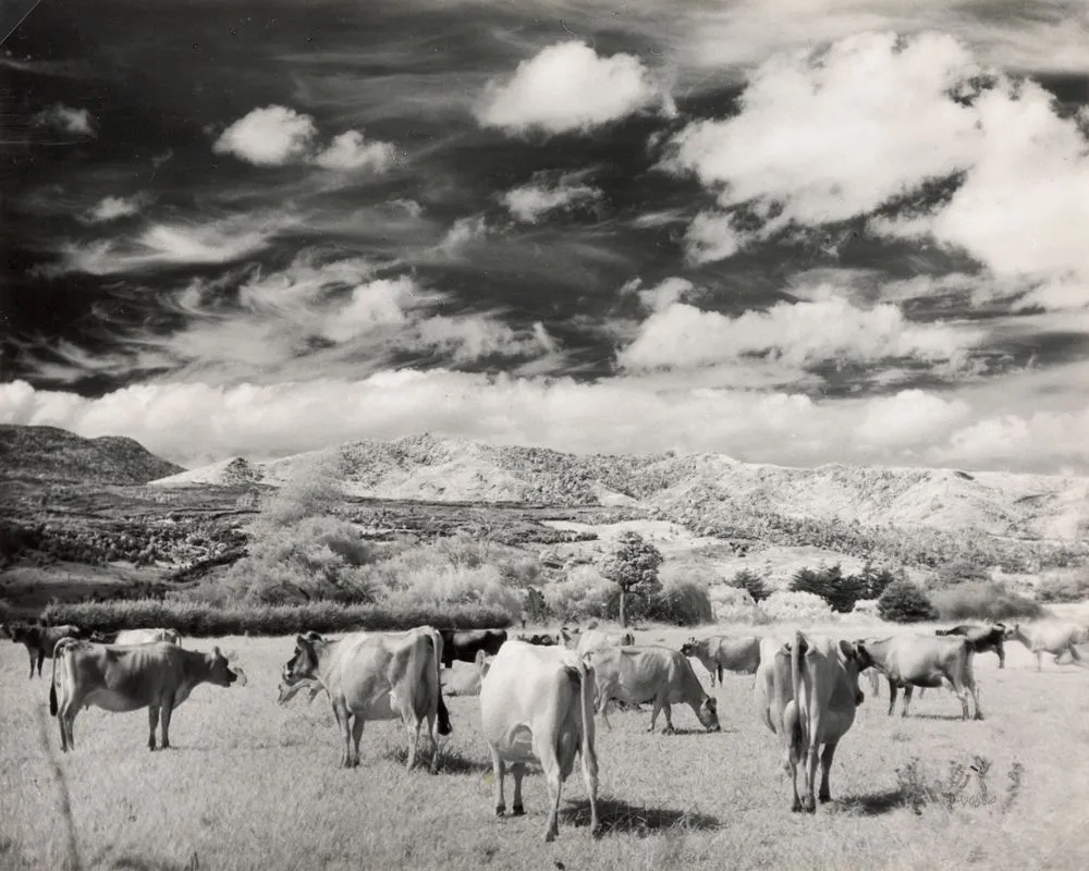 Farmscape, Waimamaku Valley