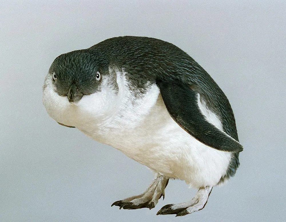 Little Penguin, Eudyptula minor variabilis